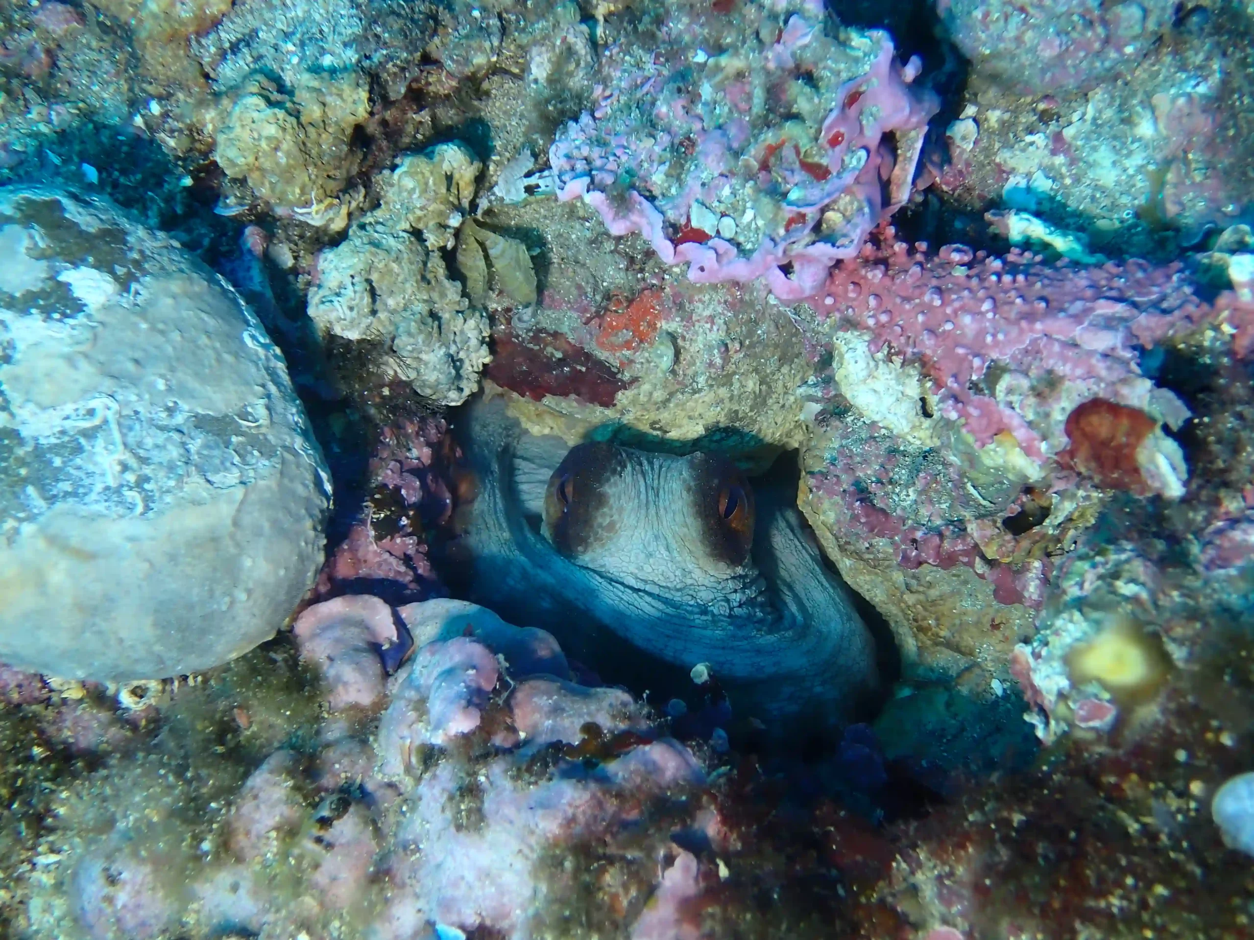Oktopus